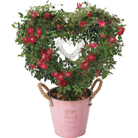 【母の日専用】つるバラ　プリティーハートリング商品のお届け期間：5.6(水)～5.10(日)。5月6日以降のご注文は「遅れてごめんね」対応となります。