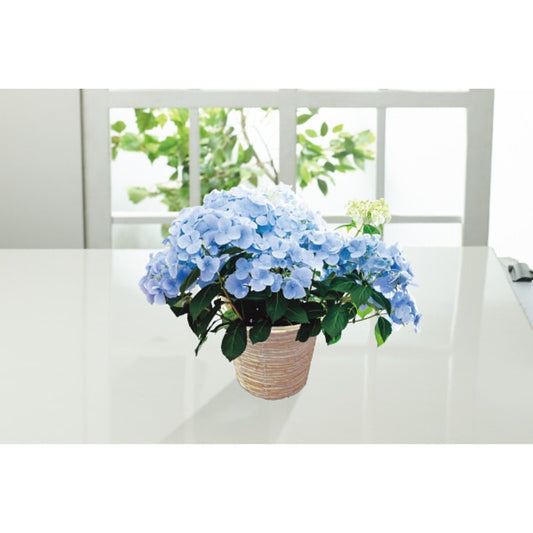 【母の日専用】アジサイ　ラグランジア　クリスタルヴェール２商品のお届け期間：5.6(水)～5.10(日)。5月6日以降のご注文は「遅れてごめんね」対応となります。