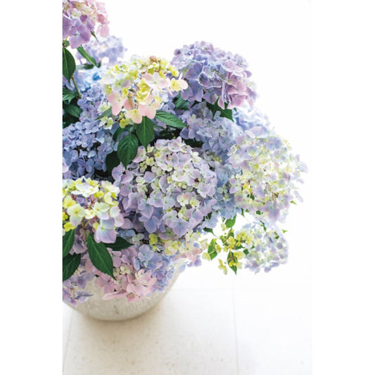 【母の日専用】アジサイ　ラグランジア　クリスタルヴェール２商品のお届け期間：5.6(水)～5.10(日)。5月6日以降のご注文は「遅れてごめんね」対応となります。