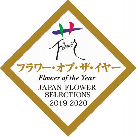 【母の日専用】アジサイ　ラグランジア　ブライダルシャワー商品のお届け期間：5.6(水)～5.10(日)。5月6日以降のご注文は「遅れてごめんね」対応となります。