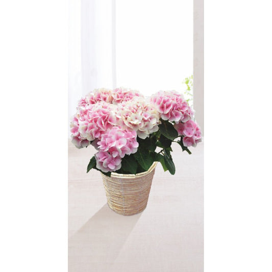 【母の日専用】アジサイ鉢植え　コットンキャンディ商品のお届け期間：5.6(水)～5.10(日)。5月6日以降のご注文は「遅れてごめんね」対応となります。