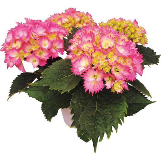 【母の日専用】アジサイ鉢植え　星なでしこ商品のお届け期間：5.6(水)～5.10(日)。5月6日以降のご注文は「遅れてごめんね」対応となります。