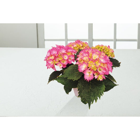 【母の日専用】アジサイ鉢植え　星なでしこ商品のお届け期間：5.6(水)～5.10(日)。5月6日以降のご注文は「遅れてごめんね」対応となります。