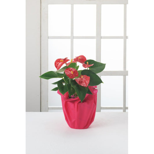 【母の日専用】アンスリウム鉢植え商品のお届け期間：5.6(水)～5.10(日)。5月6日以降のご注文は「遅れてごめんね」対応となります。